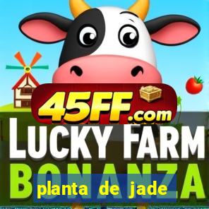 planta de jade significado espiritual